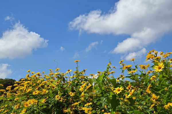Sommerblick