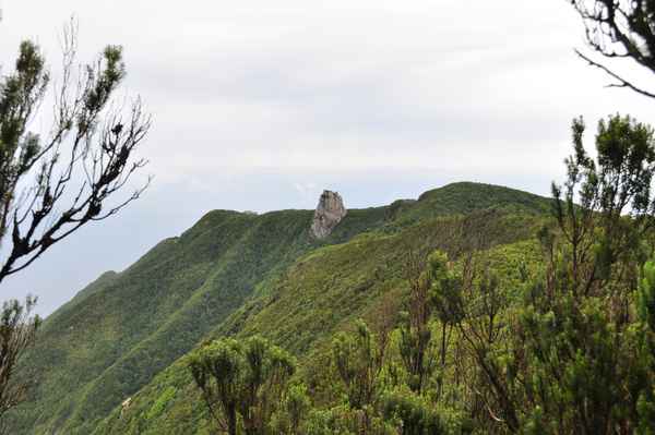 Im Anaga-Regenwald 4