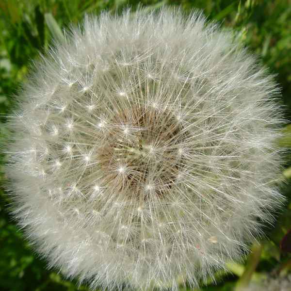 Pusteblume