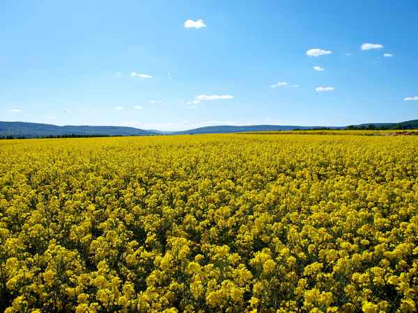 soweit das Auge reicht