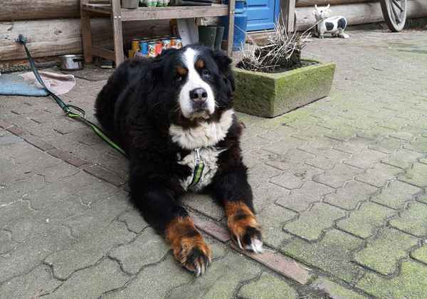 Ein lieber Hofhund