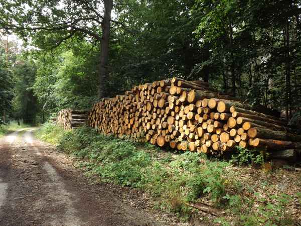 Holzstapel am Waldweg