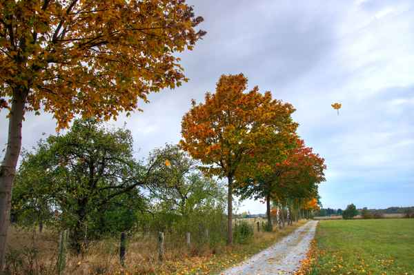 Flug - Blatt