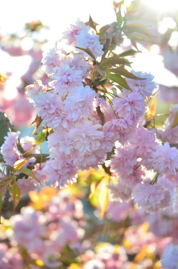 Es blühet die Kirsche