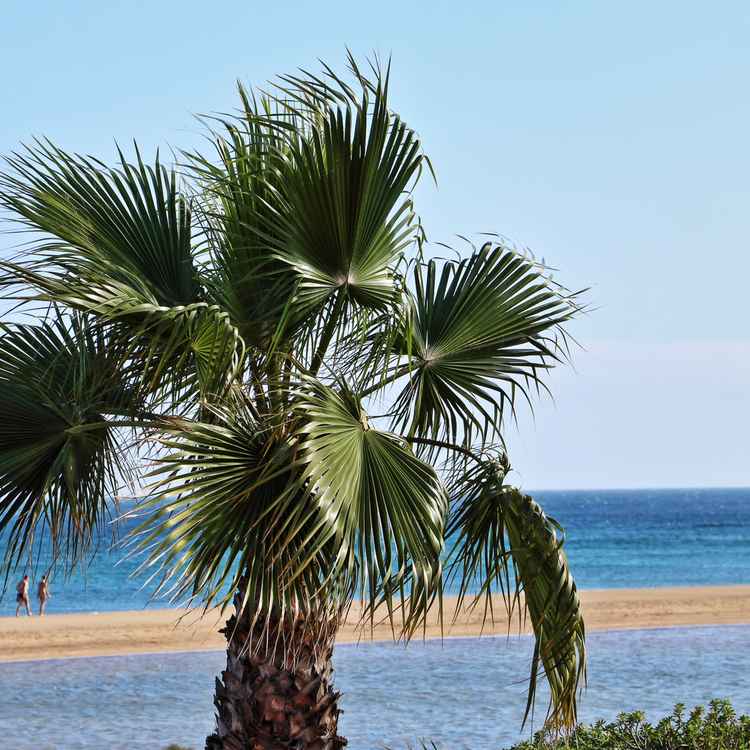 Palme am Strand - Urlaub am Meer