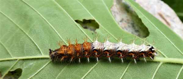 C-Falter-Raupe