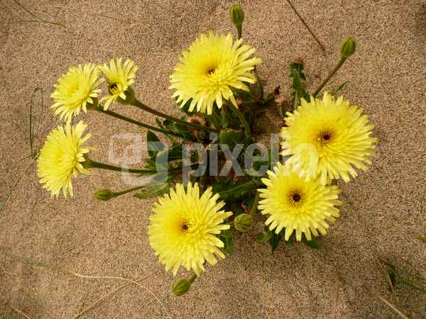 Gelbe Strandaster