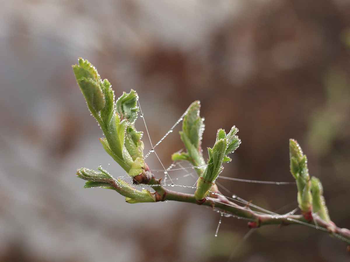 Knospe am Morgen