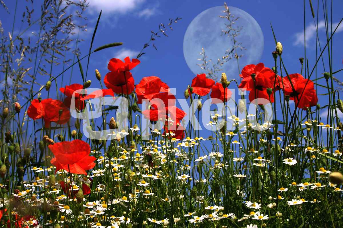 Mohndlandschaft