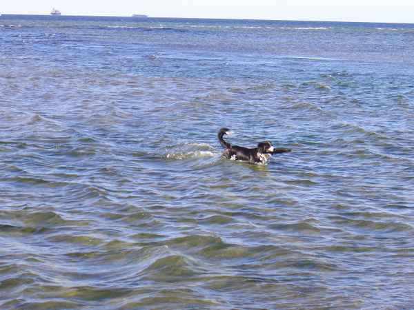 See-Hund