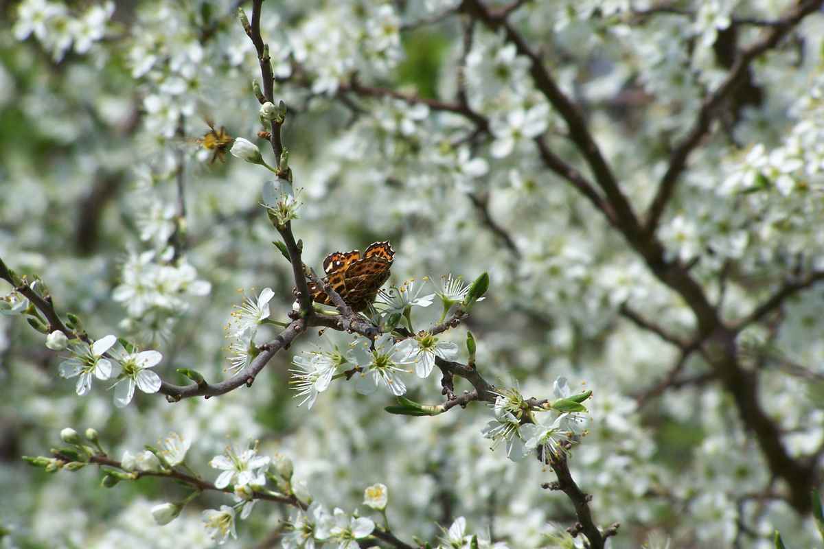Schmetterling im Blütenmeer