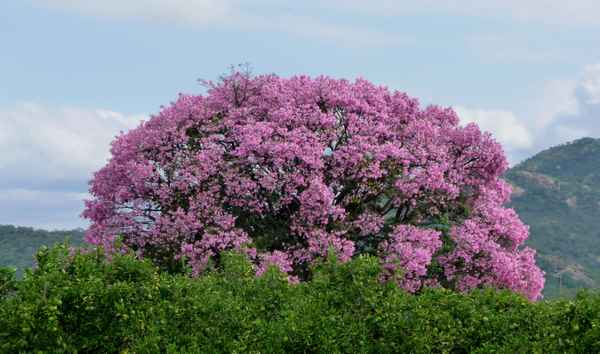 Blühender Baum