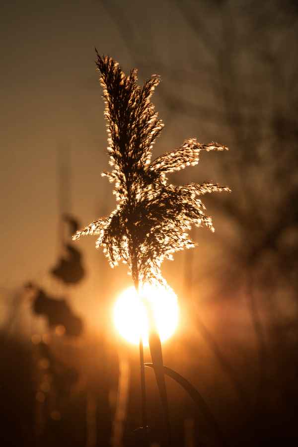 Morgensonne