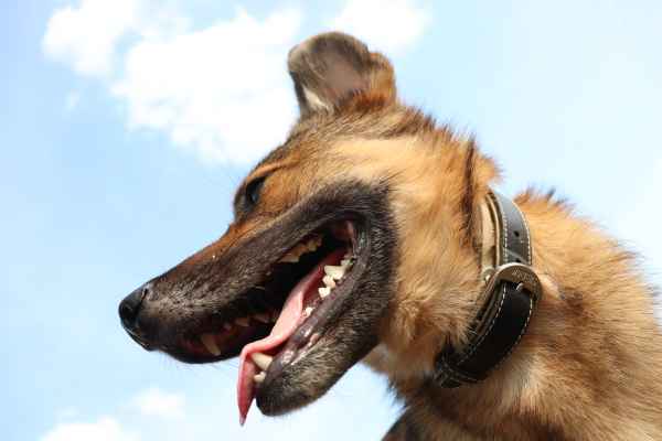 Hund Skali