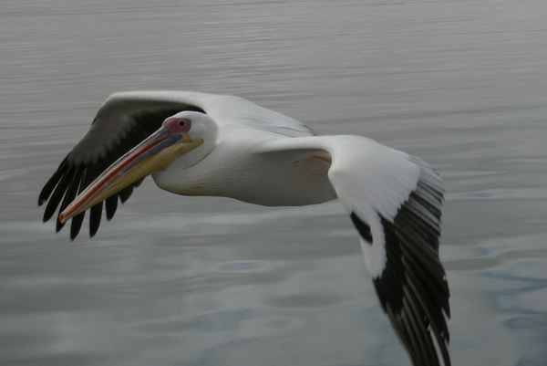 Namibische Luftwaffe