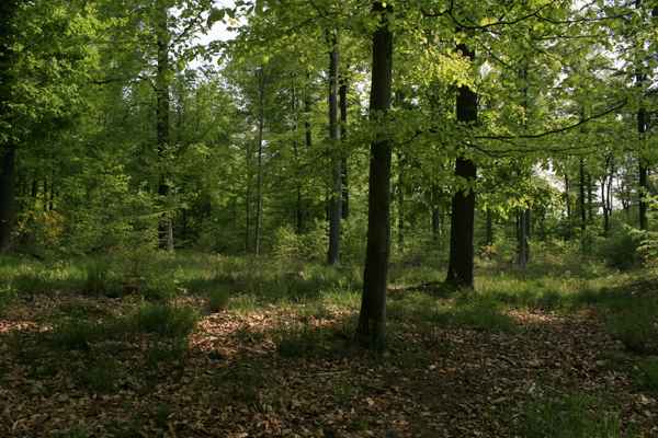 Wald