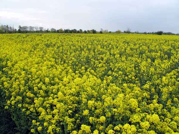 Blick übers Rapsfeld