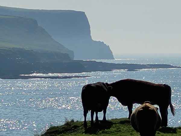 Rinder vor den Cliffs of Moher