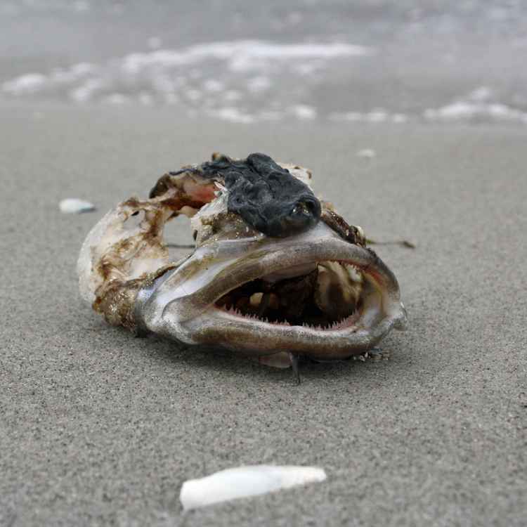 Strandgut
