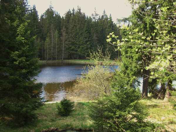 Im Glatzener Moor / 32