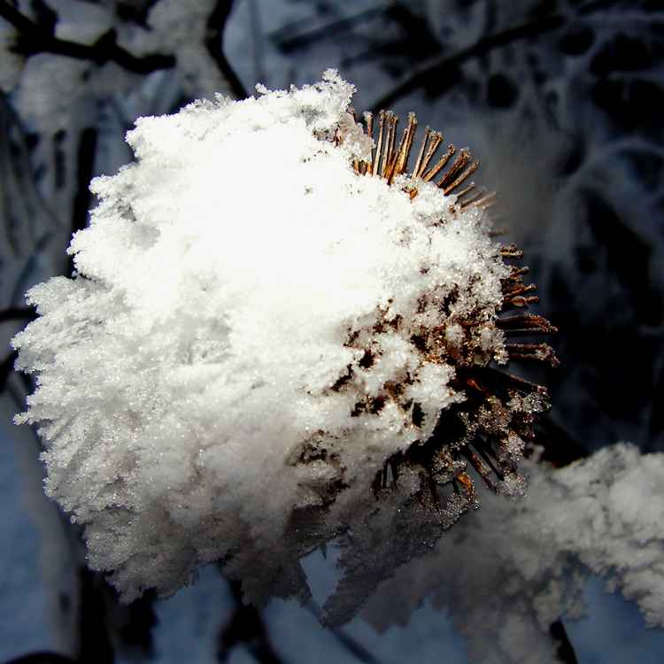Winterblüte - Klette