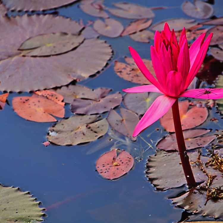 Lotusblüte