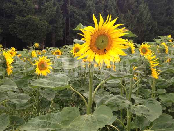 Sonnenblumen