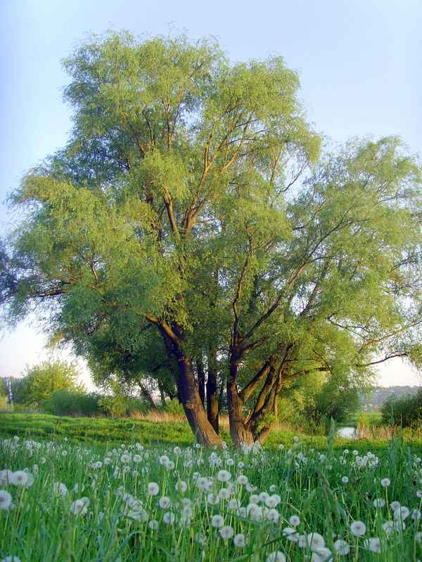 Weide am schönen Elbufer im Spätsommer