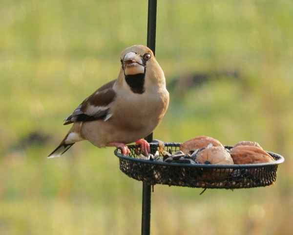 dompfaff beim frühstück