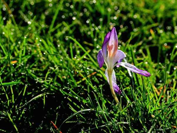 licht und schattenspiel im morgentau