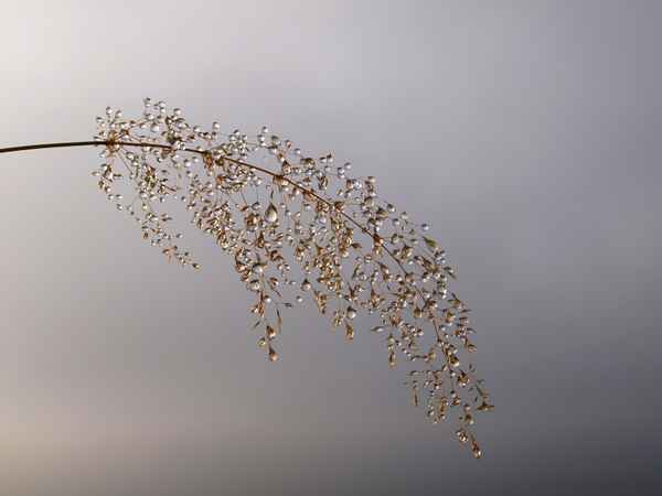 Tautropfen