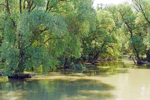 Im Donaudelta . . . .