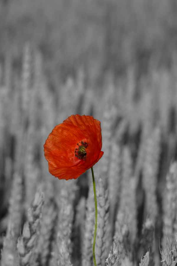 Mohn im Getreide