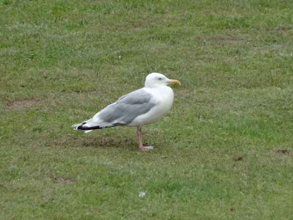 Möwe auf Rasen