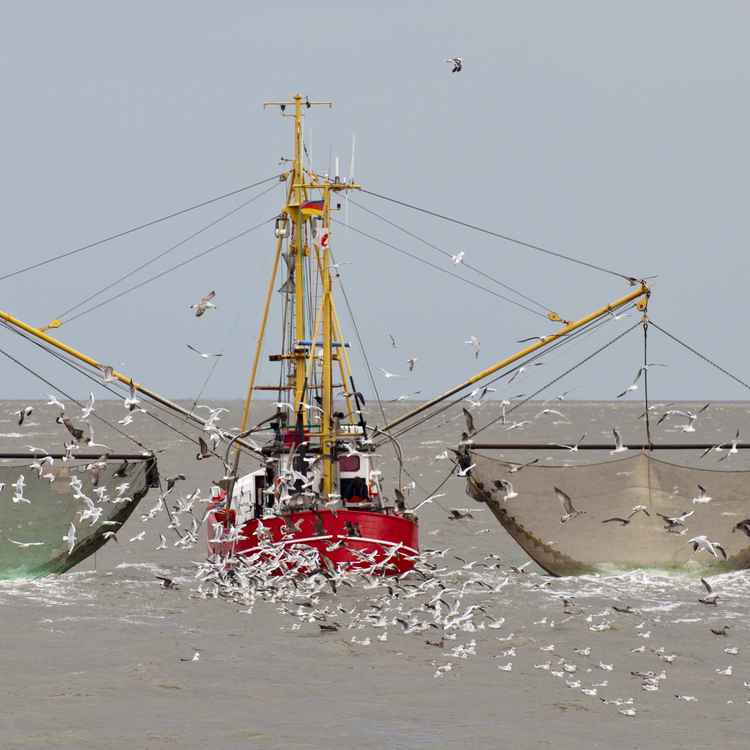 Krabbenfischer bei der Arbeit
