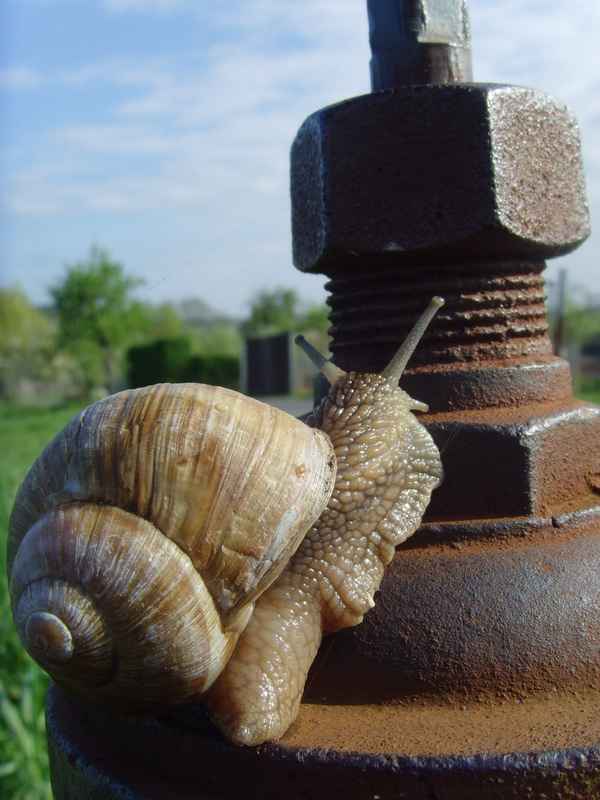 Technikbegeisterte Weinbergschnecke I