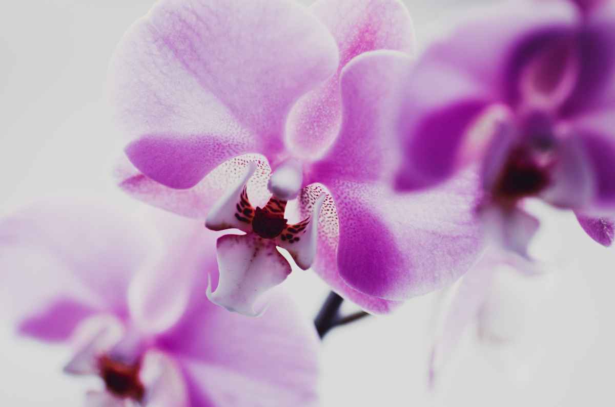 Orchidee 1