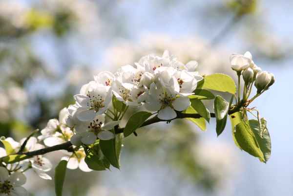 obstblüte ..birne