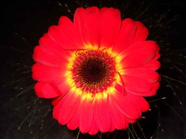 Rote Gerbera