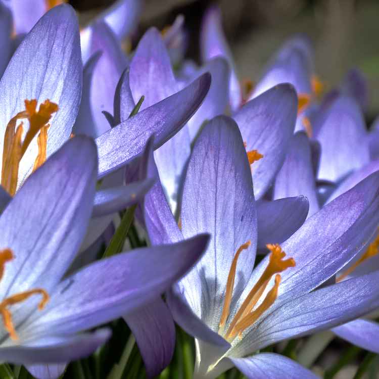 HDR Krokus
