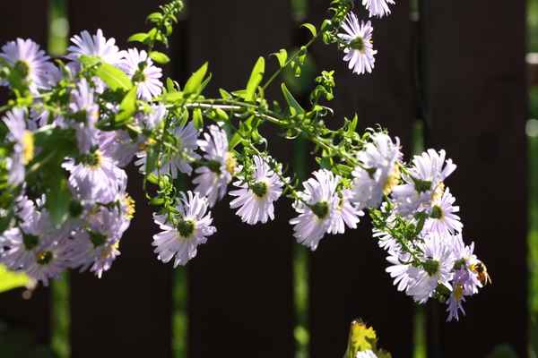 Herbstastern im Sonnenlicht