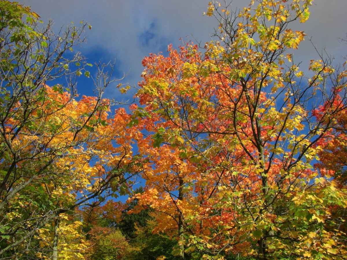 Goldener Oktober