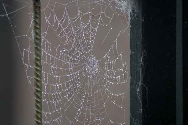 architektonische Meisterleistung einer Spinne