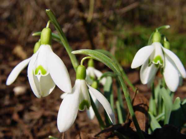 Grün-weiss Schneeglöckchen
