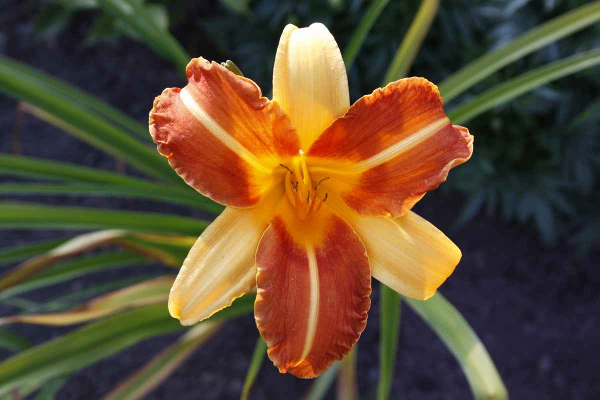 Taglilie zweifarbig #2