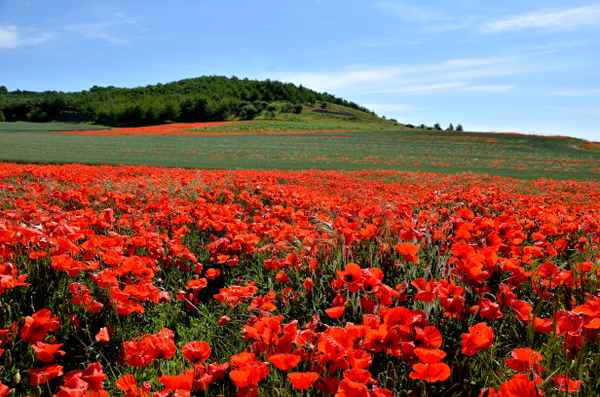 Rot blüht der Mohn