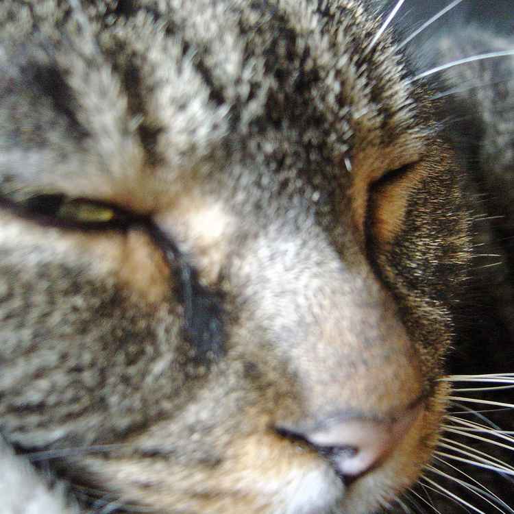 Felix