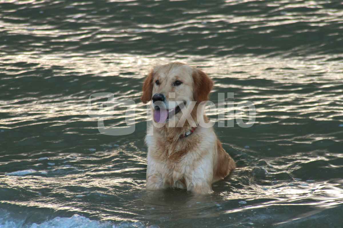 Wasserhund