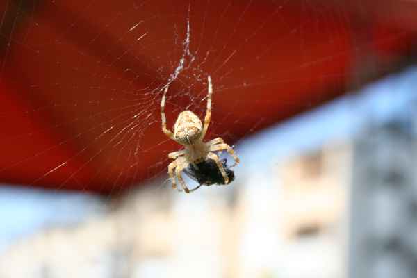 Spinne beim "Einpacken" ihrer Beute