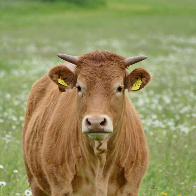 Limousin-Rind auf Weide